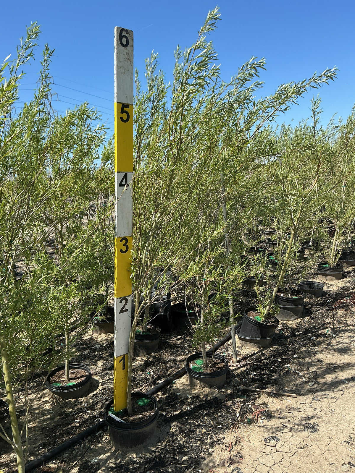 Willow Hybrid (Salix x &