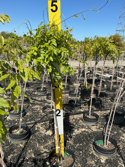 Chinese wisteria (Wisteria sinensis) - 3 gallon 36" TREE